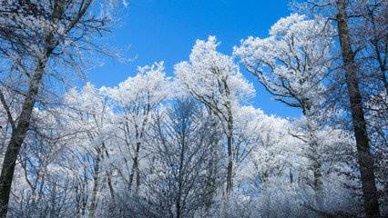 Frozen winter trees