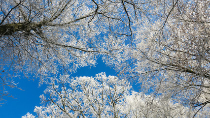 Frozen winter trees © blende11.photo