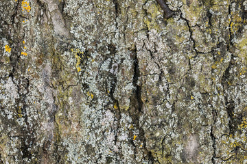 lichen