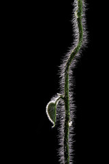 Hairy vine plant stem with young leaf and water drops isolated on black background.