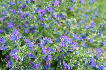 "Медуница лекарственная"!