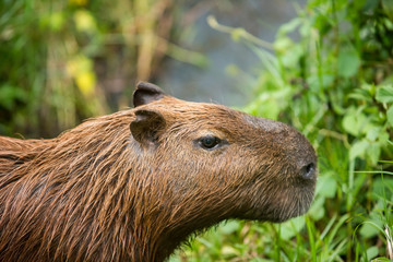 Capybara in the forest