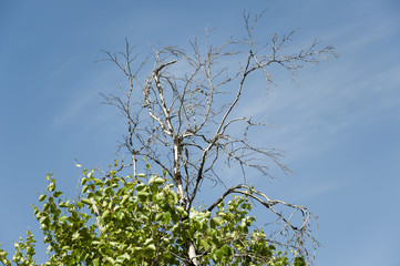 Branch of birch with leaves and without on the background with blue sky. Summer contrast. Opposites 