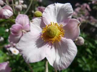 Close up of the Herbst-Anemone (Anemone hupehensis) blossoming in garden.
