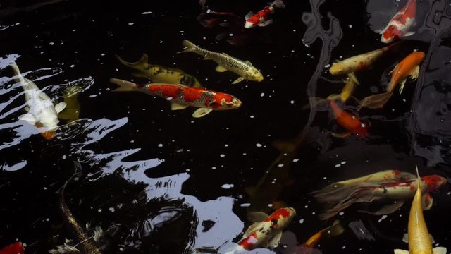 Cyprinus carpio