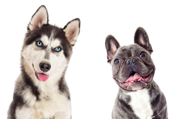 Portrait of Siberian husky And the French bulldog on white background