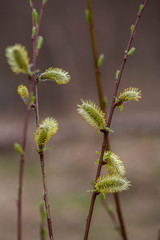 the delicate flowering branches of willow