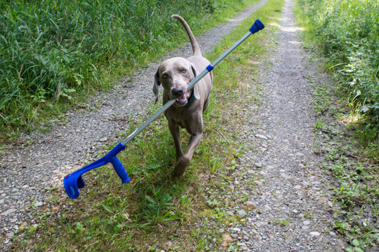 Hund bringt Kr&uuml;cke