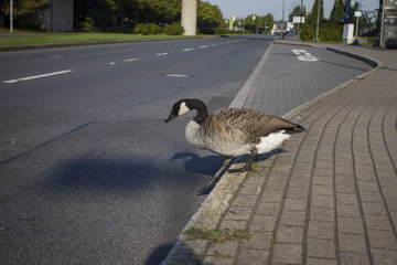 Gans überquert die Schnellstrasse