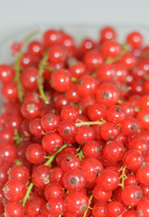 Frische rote Johannisbeeren 