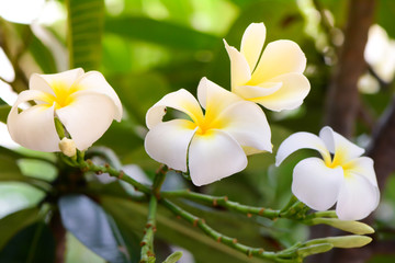 Plumeria, Frangipani