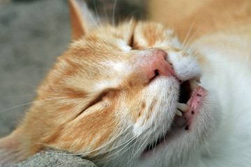 Ginger cat under the influence of catnip. Domestic cat junkie.
