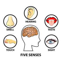 Human five senses, education concept vector illustration