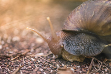 Snail is crawling and eating leaf