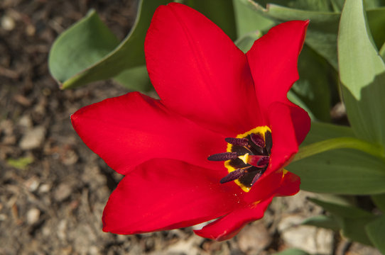 Red Flower