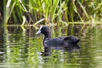 Eurasian coot adult on water. Nice black waterbitd with white beak. Bird in wildlife.