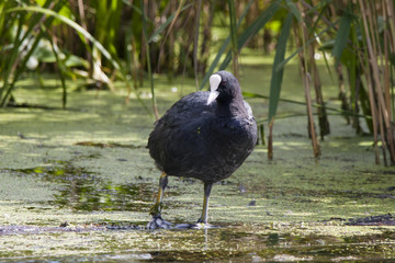 Eurasian coot adult on water. Nice black waterbitd with white beak. Bird in wildlife.