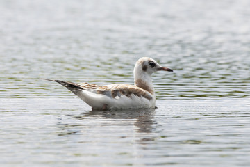 Fototapeta na wymiar Black-headed gull young swimming on water. Nice white waterbird. Bird in wildlife.