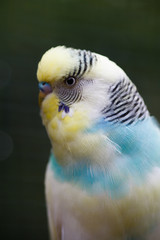 A wavy parrot close-up. Macro photo of a parrot on nature. Exotic bird close-up with a beautiful blurred background.
