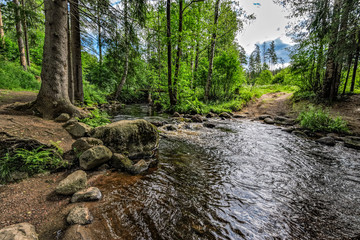 Small forest river