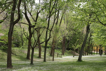 Fototapeta na wymiar Trees Landscape Monasterio de Piedra (Nuevalos, Zaragoza, Spain)