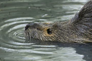 Beverrat gaat te water.