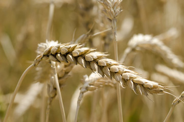 Close-up view of ripe wheat cloves before harvest on summer day