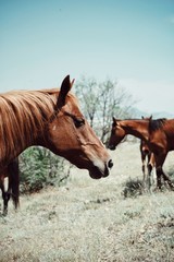 Obraz premium Horse. Crimea