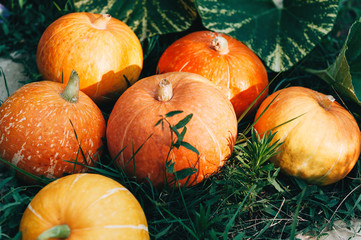 Ripe small farmer ecologically clean pumpkins of different varieties