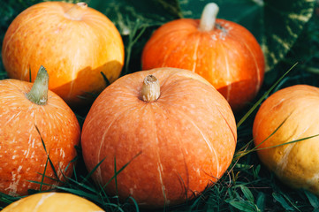Ripe small farmer ecologically clean pumpkins of different varieties