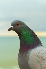 Dove