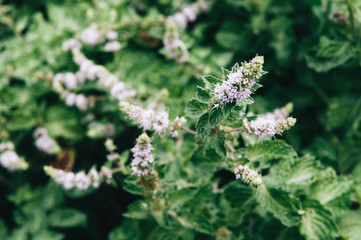 Bush of fragrant mint with inflorescence
