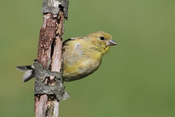 American Goldfinch (Carduelis tristis)