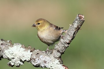 American Goldfinch (Carduelis tristis)