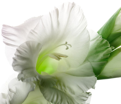 Glowing gladiola