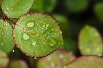 Rain drops on green rose leaves close-up. Plants in the garden.