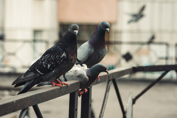 Pigeons sit on an iron fence in the courtyard of a multi-storey building. City courtyard.