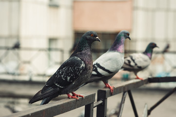 Pigeons sit on an iron fence in the courtyard of a multi-storey building. City courtyard.
