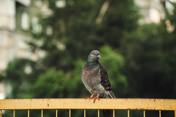 Pigeons sit on a yellow iron fence against the background of city trees.