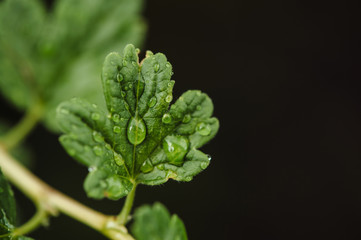 Raindrops on a small leaf of a gooseberry macro. Home garden. Grossularia