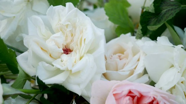 pink and white peony roses are on the street