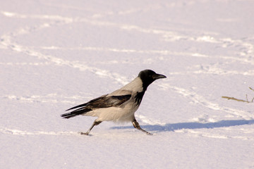 Crow on snow.