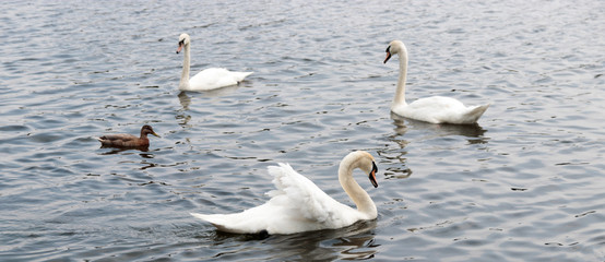 Swans and ducks on Yeadon Tarn, Leeds