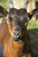 goat close up