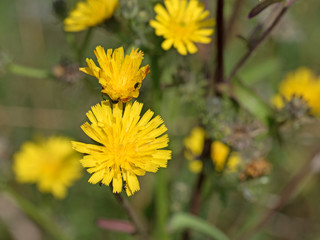 Habichtskraut, Hieracium