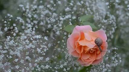 Snail crawling on blooming roses, on the background of baby's breath.