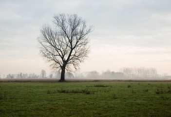 Fototapeta premium Lone tree