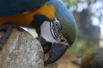 The eye of the parrot