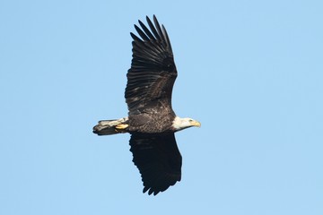 Bald Eagle (haliaeetus leucocephalus)