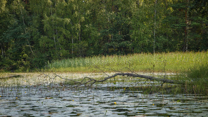 Thick forest surrounding a lake with water lilies
